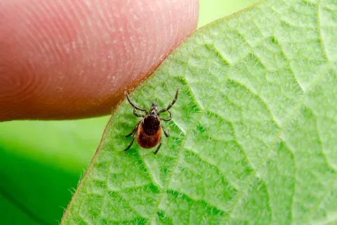 Enfermedad de Lyme: posible tratamiento