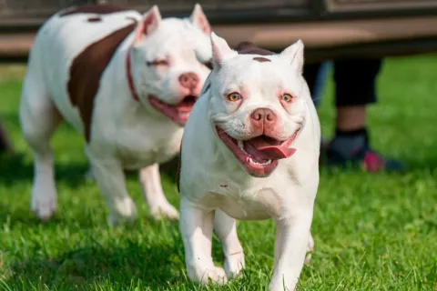 Conducta del perro no depende de la raza