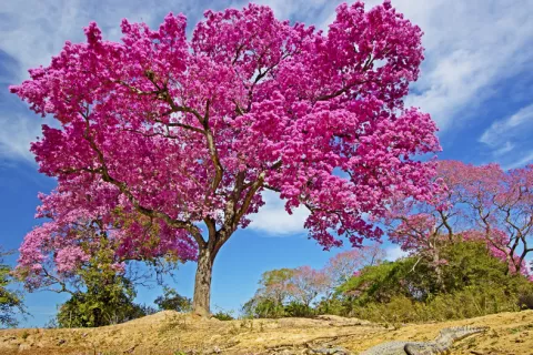 Árbol brasileño combate la leucemia