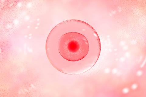 Ilustración de un óvulo