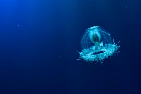 Turritopsis dohrnii, la medusa inmortal