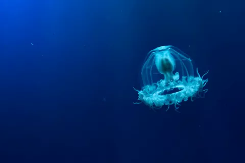 The genome of the immortal jellyfish reveals clues about aging