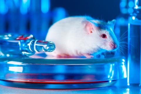 Neuronas humanas alteran conducta ratas