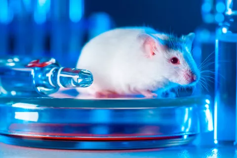Injertan neuronas humanas en el cerebro de ratas y alteran su conducta Neuronas humanas alteran conducta ratas