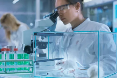 Crean un profármaco que elimina células cancerosas sin dañar las sanas Científico trabajando con ratones de laboratorio
