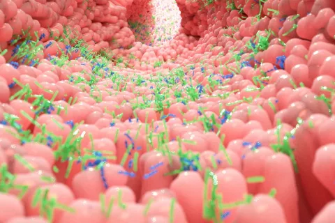 Bacterias intestinales relacionadas con la depresión Microbiota intestinal al detalle