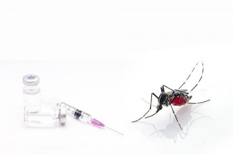 Mosquito transmisor del chagas con la vacuna
