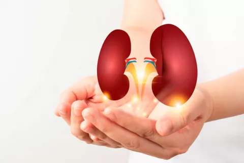Identifican fármacos existentes para tratar la insuficiencia renal ilustración de unos riñones humanos