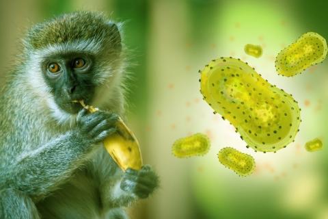 Poxvirus implicados en la viruela del mono