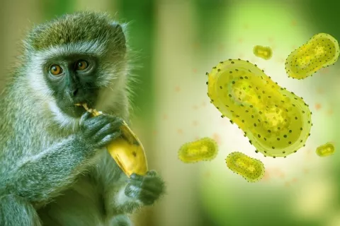 Proteína clave en la entrada de poxvirus a las células Poxvirus implicados en la viruela del mono