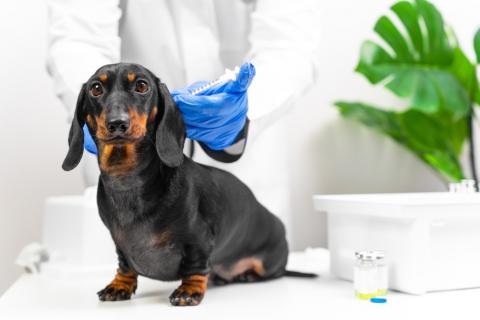 Cachorro de dachshund recibiendo una vacuna