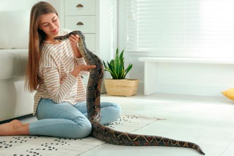 Chica jugando con una serpiente pitón en el salón de su casa