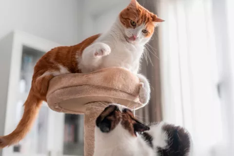 Dos gatos jugando en el salón de una casa