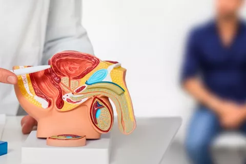 El cáncer de próstata podría ser eliminado atacando una sola enzima Doctor explicando a un paciente en qué consiste el cáncer de próstata