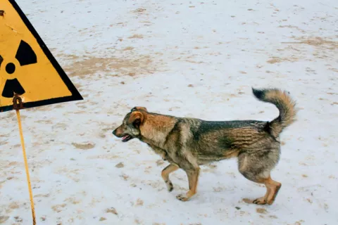 Los perros callejeros de Chernóbil tienen perfiles genéticos únicos Perro callejero en Chernobyl