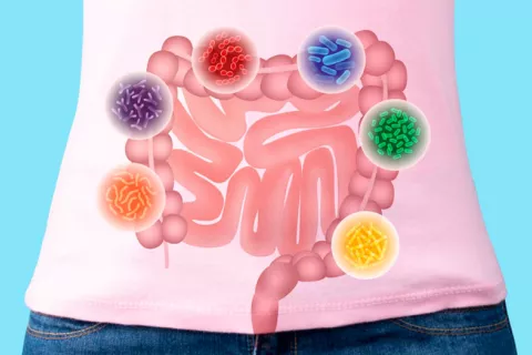 Exquisito Encommium azúcar Bacterias intestinales beneficiosas pueden ayudar a combatir el cáncer