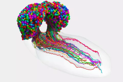 mapa del cerebro completo de un insecto 