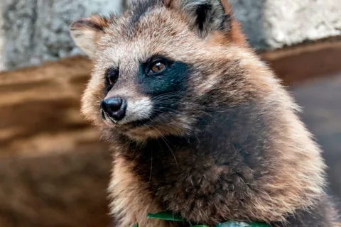 Perro mapache o mapache japonés 