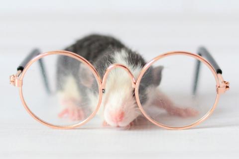 Ratón mirando a través de unas gafas graduadas