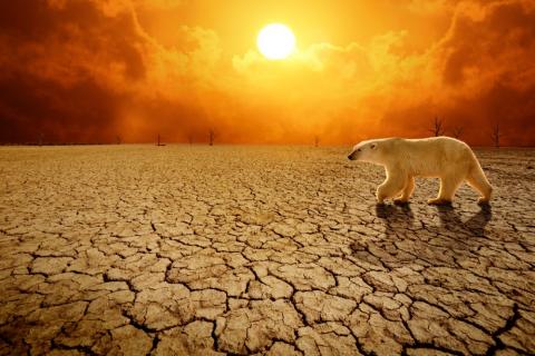 Oso polar caminando bajo un suelo con sequía y calor