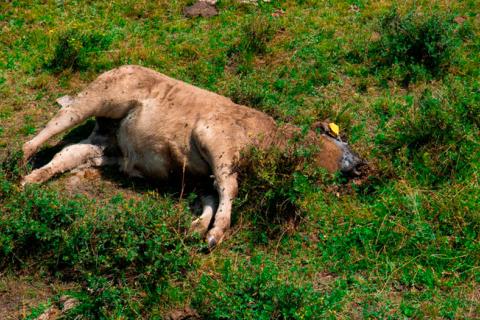 Vaca muerta tumbada en el suelo