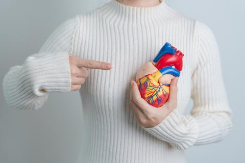 Médico sosteniendo un modelo 3D de un corazón