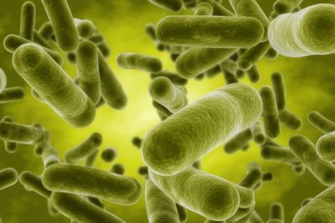 Bacterias intestinales en 3D
