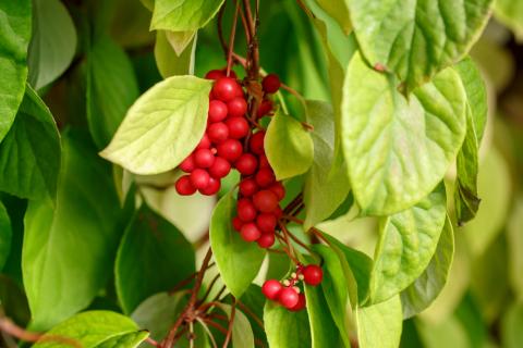 A Schisandra polyphenol could help treat colon cancer