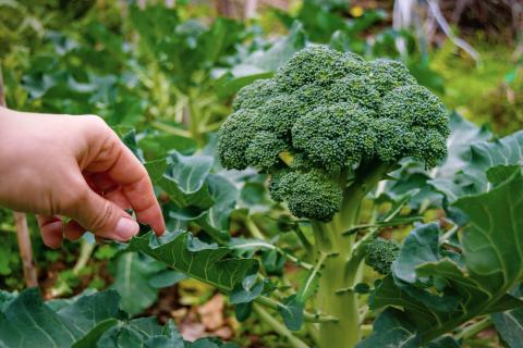 A compound in broccoli could help prevent and treat strokes