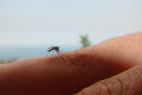 Mosquito posado en el brazo de una persona