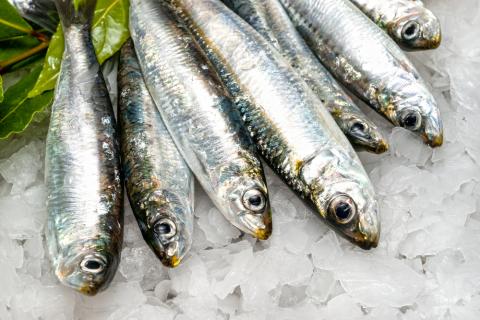 Eating more sardines and less red meat would help prevent thousands of deaths