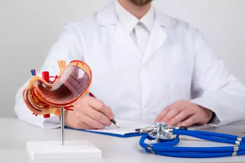 Médico se dispone a recetar un tratamiento junto a un modelo de estómago