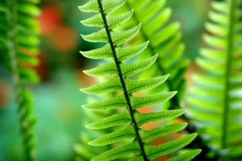 Helecho prehistórico Polypodium leucotomos Helecho Polypodium leucotomos con propiedades fotoprotectoras