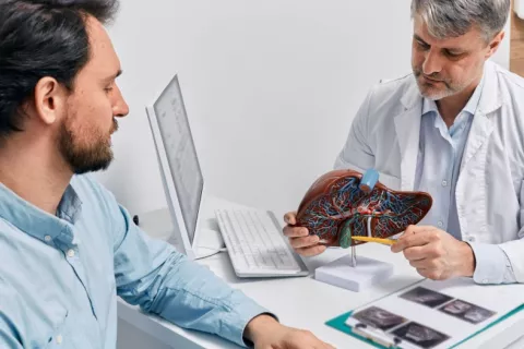 Modelo anatómico de hígado para explicar problemas hepáticos, como el cáncer Gastroenterólogo explica a un paciente afecciones hepáticas con un modelo de hígado