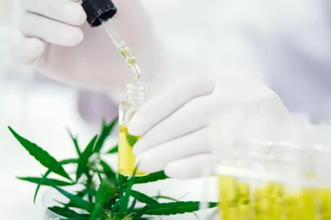 Compuestos extraídos del cannabis se analizan en el laboratorio Científico en laboratorio sostiene probeta con un líquido extraído de la planta de cannabis