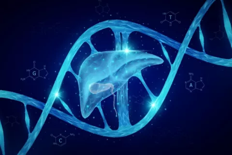 Células de ADN que activan la regeneración del hígado Célula genética de ADN del hígado