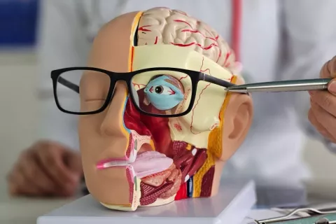 Modelo de cabeza humana que sirve para indicar problemas visuales Un doctor señala el ojo en un modelo de cabeza humana