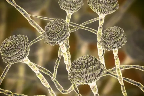 Hongo aspergillus flavus, que podría ser útil contra el cáncer Hongos Aspergillus, que pueden causar infecciones pulmonares