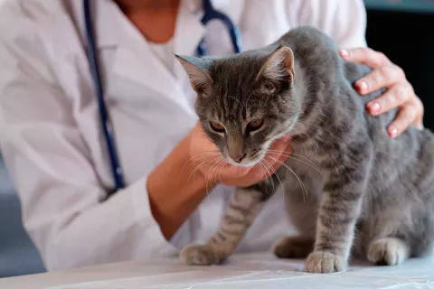 Veterinaria sujeta a un gato