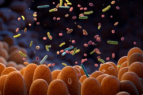 La microbiota intestinal está implicada en la aterosclerosis Bacterias intestinales. Microbioma.