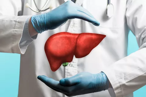 Un hepatólogo muestra entre sus manos la imagen de un hígado enfermo