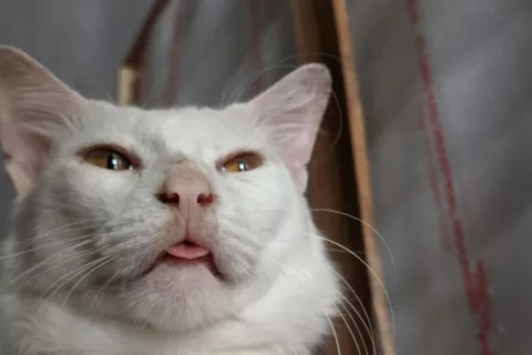 Primer plano de un gato blanco con la lengua un poco fuera