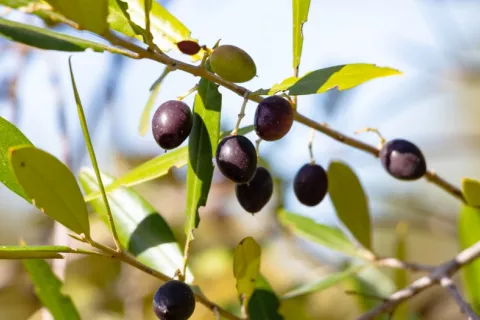 Ramas del olivo silvestre acebuche con aceitunas Ramas de acebuche u olivo silvestre de la cuenca mediterránea