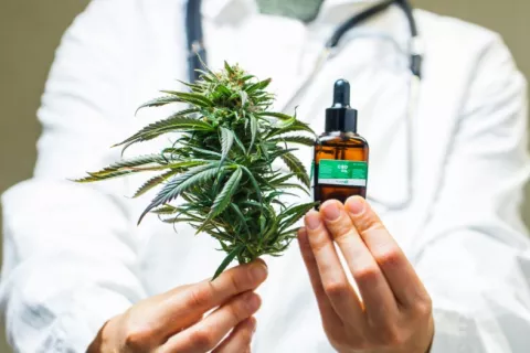 Médico muestra una planta de marihuana y aceite de cannabis medicinal Doctor sostiene en sus manos una planta de marihuana y un frasco con aceite de cannabis