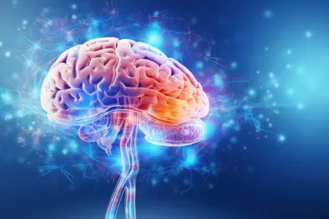 Primer mapa completo de la actividad cerebral Ilustración de un cerebro y sus conexiones neuronales