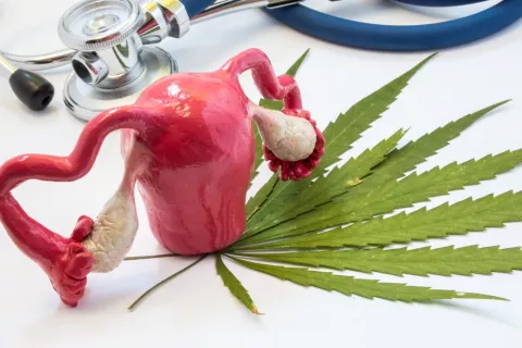 Riesgos del cannabis para la fertilidad de la mujer Hoja de marihuana bajo una figura del aparato reproductor femenino