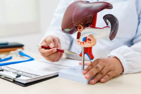 Doctor especialista en cáncer de hígado explica afecciones hepáticas con un modelo de hígado Médico hepatólogo examina un modelo de hígado