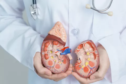 Médico sostiene un modelo de riñón