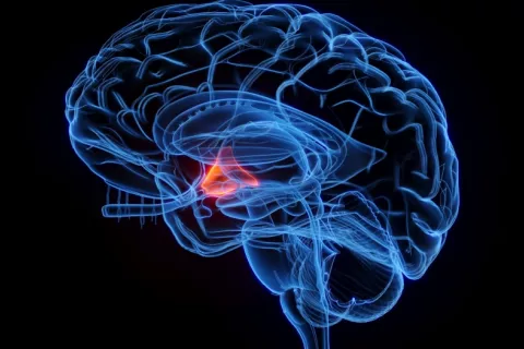 Imagen del hipotálamo en el interior de un cerebro humano Ilustración en 3D del hipotálamo en el cerebro