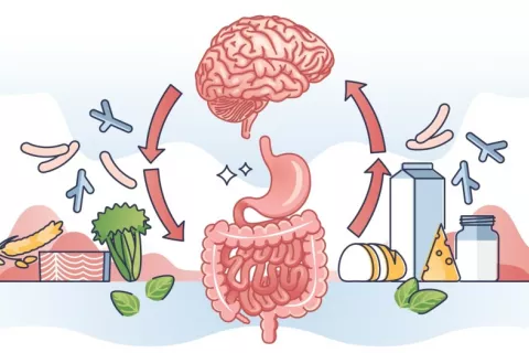 Ilustración que muestra la relación bidireccional entre el intestino y el cerebro y la influencia de los alimentos